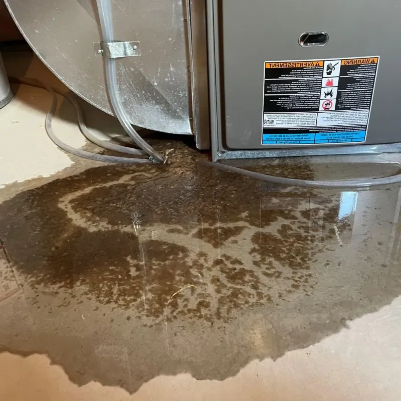 Pipe Burst and Leak Restoration in Mount Zion, IL