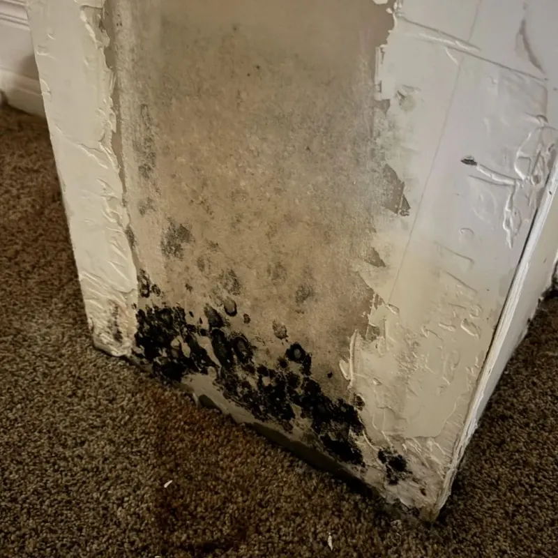 Professional Mold Removal in Mount Zion, IL